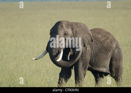 Afrikanischer Elefant (Loxodonta Africana), ein einsamer Mann mit einem GPS-Halsband, Masai Mara, Kenia Stockfoto