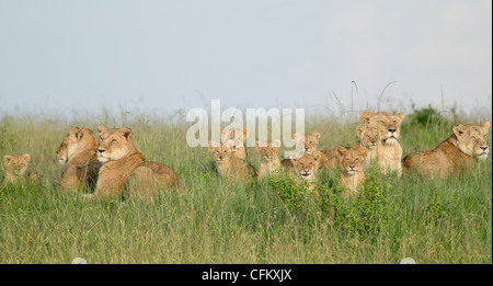 Löwen sind stolz mit acht jungen und vier Löwinnen im Morgenlicht, Masai Mara, Kenia. Stockfoto