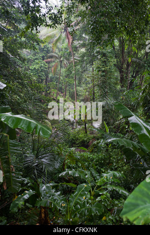 Dschungel, Bali, Süd-Pazifik, Indonesien, Südostasien, Asien. Stockfoto