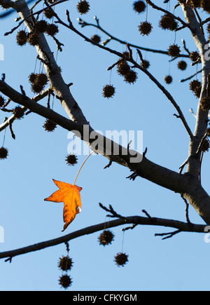 USA, Blätter im Herbst neue Jersey, Jersey City, gegen blauen Himmel Stockfoto