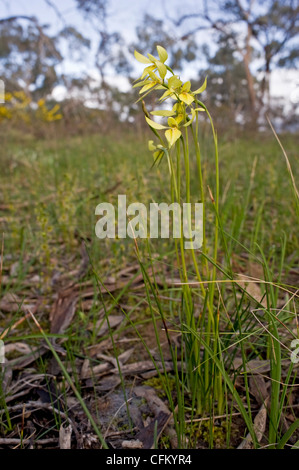 Australische gebürtige Golden Motte Orchidee Stockfoto