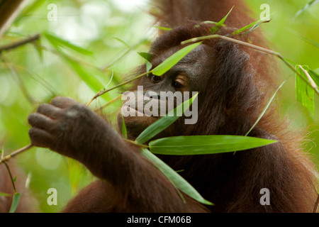 Bornean Orangtuan (Pongo Pygmaeus) Stockfoto