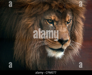 Männlicher Löwenkopf Stockfoto
