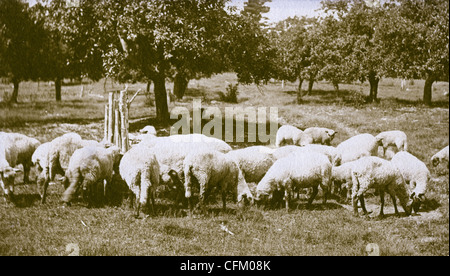 Herde der Schafe grasen auf einer Weide Stockfoto