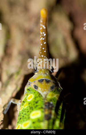 Eine Laterne Bug auf Baumrinde (Pyrops Candelaria) Stockfoto