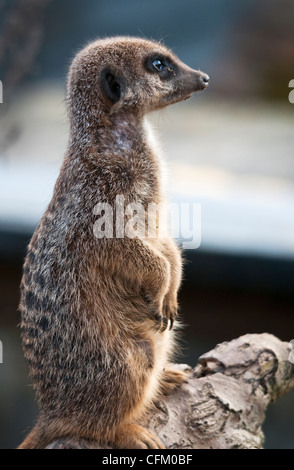 Erdmännchen Stockfoto