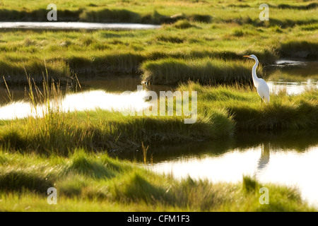 Ein Silberreiher (Ardea Alba) Stockfoto