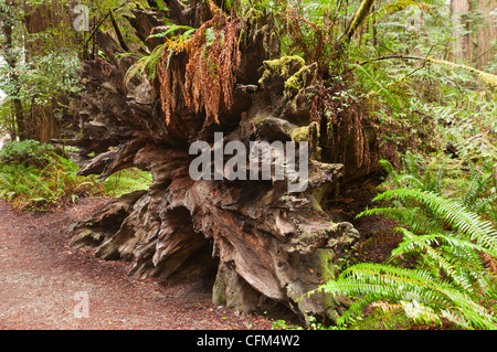 Die schöne und riesige Mammutbäume, Sequoia Sempervirens befindet sich im Jedediah Smith Redwoods State Park in Kalifornien. Stockfoto