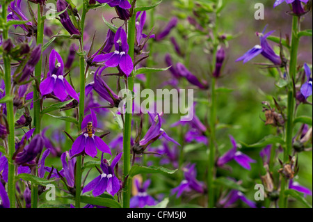 Lobelia Cardinalis oder lila Kardinal Blume mit kleinen Insekten Stockfoto