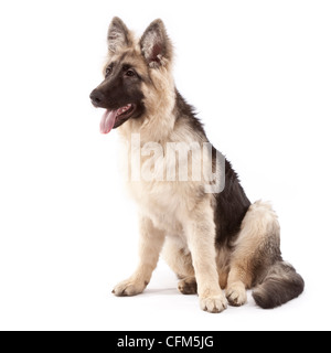 Junger Schäferhund Rüde 5 Monate alt Stockfoto