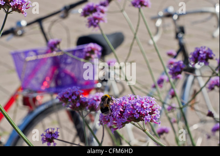 Fahrrad, Verbena Bonariensis und ein Bumble Bee Stockfoto