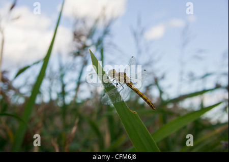 Dragon Fly ruht auf gemeinsamen reed Stockfoto