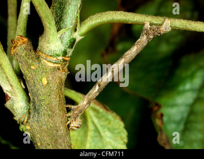 Winkte Umbra Motte (Menophra Abruptaria) Raupe getarnt als Pflaume Zweig Stockfoto