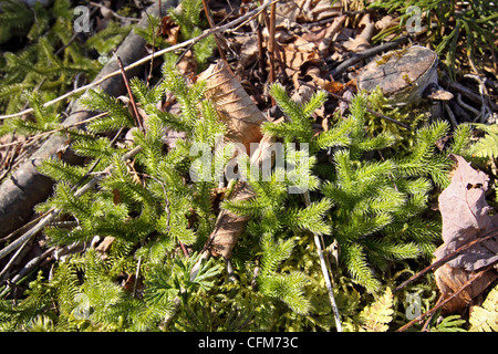 Hirsch Horn oder laufenden Bärlappen wachsen auf Bankside in den Smoky Mountains in Tennessee Stockfoto