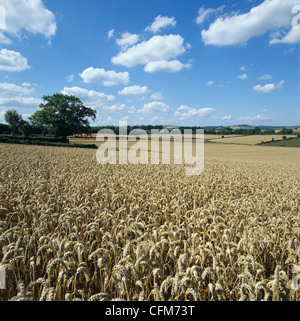 Reife Weizenernte an einem feinen Sommertag, Devon Stockfoto