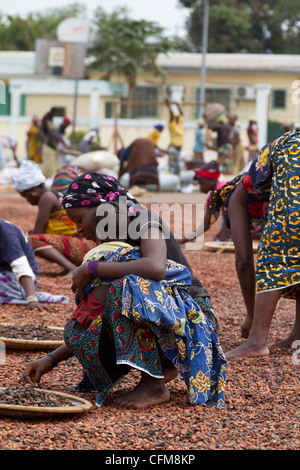 Frauen sortieren Bohnen des Kakaos auf dem Dorfplatz in Duekoue, Elfenbeinküste, Republik Elfenbeinküste, Westafrika Stockfoto