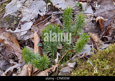 Glänzende Bärlappen wächst unter Laub auf einem Waldboden in Tennessee Stockfoto