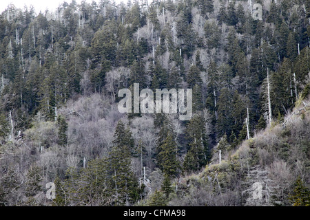 Bewaldeten Hügel mit vielen Insekten beschädigt offensichtlich tote Bäume Stockfoto