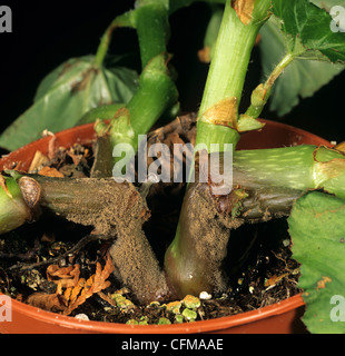 Grauschimmel (Botrytis Cinerea) auf Tuberöse Begonia Topfpflanze Stockfoto