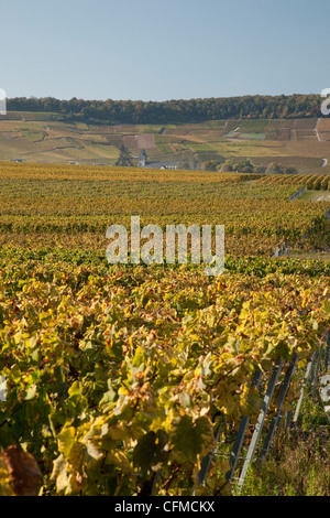 Weinberge in der Nähe von Avize, Champagne-Ardenne, Frankreich, Europa Stockfoto