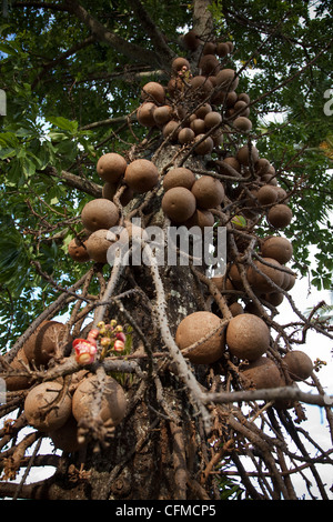 Cannonball Baum (Couroupita Guianensis), Cairns, Queensland, Australien, Pazifik Stockfoto