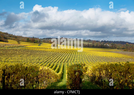 Blick über herbstliche Reben auf Denbies Weingut in der Nähe von Dorking, Surrey, England, Vereinigtes Königreich, Europa Stockfoto