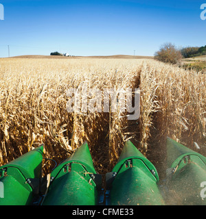 USA, Iowa, Latimer, Mähdrescher, die Maisernte Stockfoto