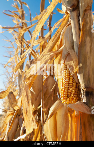 Nahaufnahme des reifen Getreides, Latimer, Iowa, USA Stockfoto