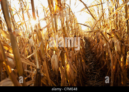 Reife Kornfeld, Latimer, Iowa, USA Stockfoto