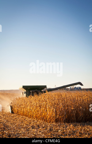 USA, Iowa, Latimer, Mähdrescher, die Maisernte Stockfoto