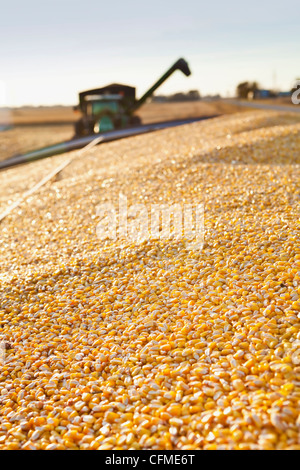 USA, Iowa, Latimer, Mähdrescher, die Maisernte Stockfoto