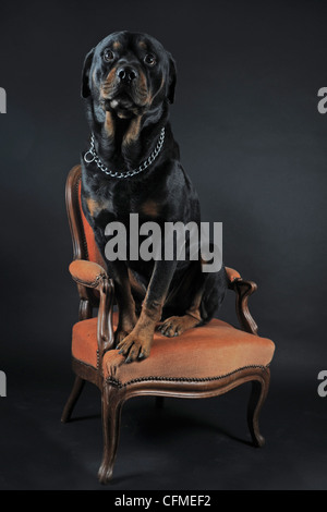 Porträt von einem reinrassigen Rottweiler aufgewirbelt auf einem Sessel, vor schwarzem Hintergrund Stockfoto