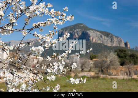 Mandelbaum (Prunus Dulcis) in voller Blüte und der Puig de S'Alcadena über Alaro, Mallorca, Balearen, Spanien, Europa Stockfoto