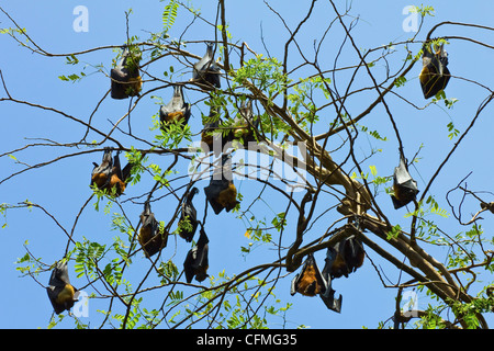 Indische-Flughunde (Flughunde) Schlafplatz in den 60 Hektar großen königlichen botanischen Garten in Peradeniya, in der Nähe von Kandy, Sri Lanka, Asien Stockfoto