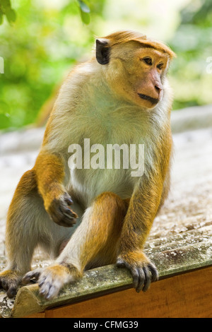 Toque Makaken Affen, benannt nach seiner Haare gefährdet, Royal Botanic Gardens, Peradeniya, Kandy, Sri Lanka, Asien Stockfoto