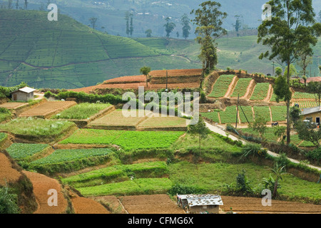 Gemüseanbau, eine wichtige Alternative zur normalen Tee Ernte im Hügelland in der Nähe von Nuwara Eliya, Sri Lanka, Asien Stockfoto