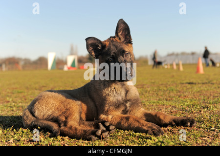 Welpen Sheepdgog belgische Malinois in einem Feld Stockfoto