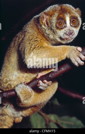 Größere Slow Loris Stockfoto