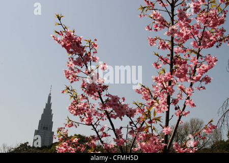 Hanami Zeit Kirschblüte Anzeigen von Parteien in Shinjuku Park, Shinjuku, Tokio, Japan Stockfoto