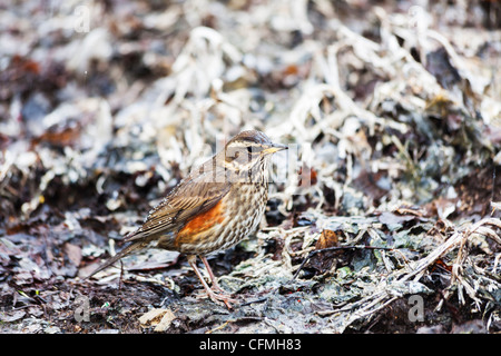 Rotdrossel (Turdus Iliacus) im Winter in Reykjavik, Island Stockfoto