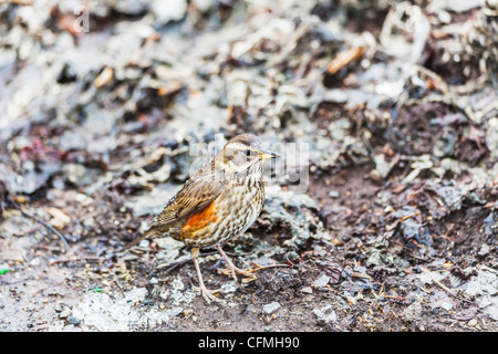 Rotdrossel (Turdus Iliacus) im Winter in Reykjavik, Island Stockfoto