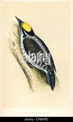 Vintage Print von einem drei Toed Woodpecker Picoides Tridactylus ist eine mittlere Specht. Stockfoto