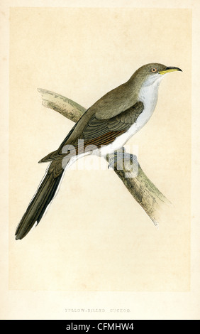 Vintage Print eine gelbe abgerechnet Kuckuck, Coccyzus Americanus ist ein Kuckuck. Stockfoto