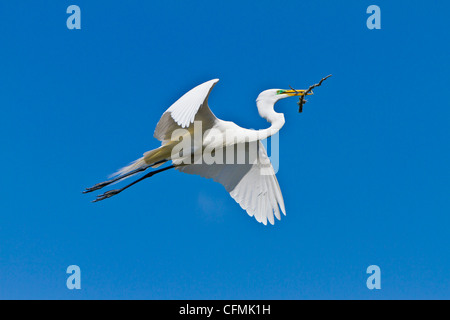 Silberreiher im Flug mit einem Zweig in der Alligator Farm Rookery in St. Augustine, Florida, USA. Stockfoto