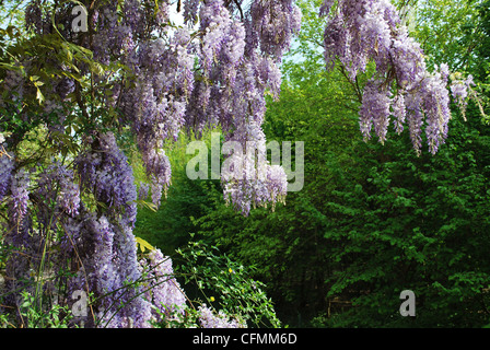 Kaskade von Violet Wisteria Blumen an einem sonnigen Tag im Frühling auf grünem Laub Hintergrund, Freiraum für text Stockfoto