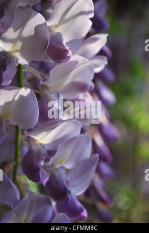 Detail der violetten Glyzinien Blüten an einem sonnigen Tag im Frühling Stockfoto