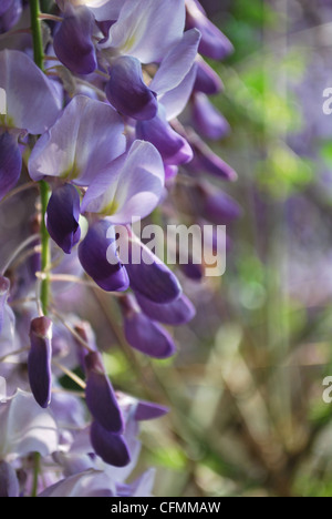 Detail der violetten Glyzinien Blüten an einem sonnigen Tag im Frühling Stockfoto