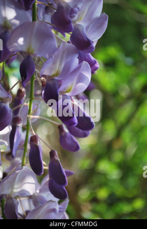 Detail der violetten Glyzinien Blüten an einem sonnigen Tag im Frühling Stockfoto