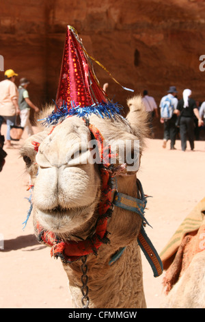 Petra, Jordanien - 8. Dezember, glücklich Kamel in Petra Jordan Stockfoto