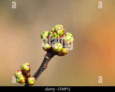 Zweig der Kirschbaum mit Blütenknospen Stockfoto